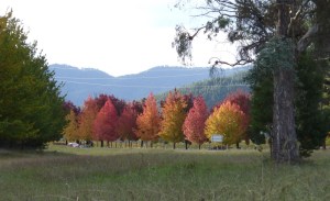autumn colours in Bright